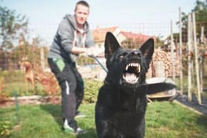 Dog Bite Injury Attorney In Miramar Florida